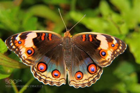 Tropical Rainforest Butterflies | Photograph The Rainforest Butterfly by Rusyadi Aulianur on ...