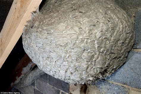 Pest controllers are called in to deal with gigantic WASPS' NEST in ipewell, Northamptonshire ...