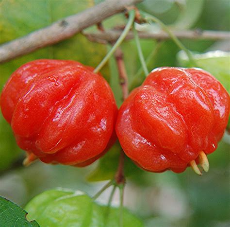 surinam cherry