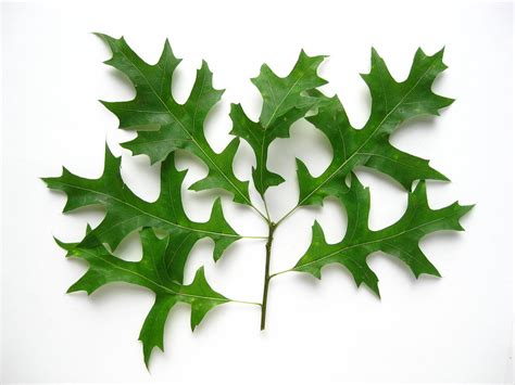 Quercus palustris - Pin Oak leaves - Waldo Ave. | For a desc… | Flickr