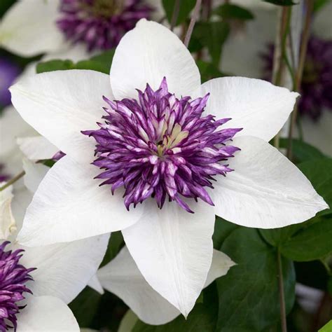 25 White Purple Clematis Seeds Clematis Sieboldii Flower - Etsy