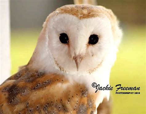 Barn Owl & Screech Owl Photographs Devon & Cornwall | Photo Images ...