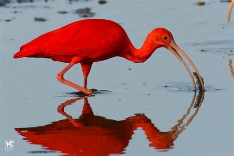 Scarlet Ibis (Eudocimus ruber) in Trinidad by Kevin Sammy Photography. | Beautiful birds, Art ...