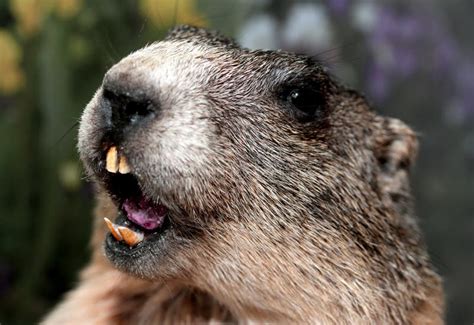 Groundhog with Yellow Teeth while Whistling Stock Image - Image of teeth, fassa: 42183479