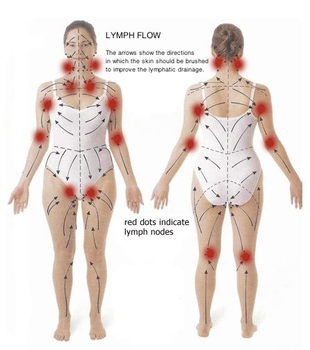 Lymphatic System Drainage