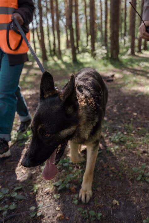 Working Dog Training | Special Training for Canines with a Mission