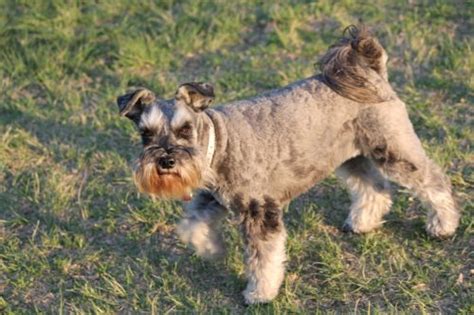 Miniature Schnauzer Health Problems & Issues | Canna-Pet®