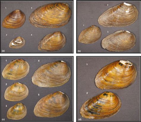 Photographs of individual valves (right only) of Pleurobema clava ...