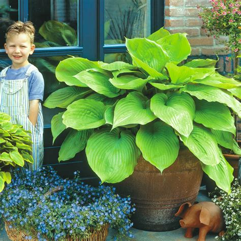 Sum and Substance Hosta | Shade Perennials | Shop Brecks