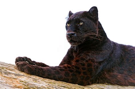 HD wallpaper: black panther, down, carnivore, nap, animal, mammal, wildlife | Wallpaper Flare