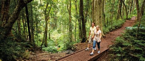 Bunya-Bunya-Track-Bunya-Mountains-National-Park TRAIL HIKING AUSTRALIA