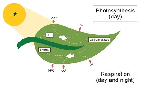 The Role of the Leaf in Photosynthesis Worksheet - EdPlace