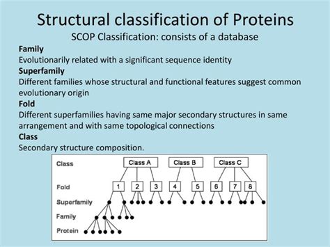 Ppt Structure Classification Of Proteins Powerpoint Presentation | The Best Porn Website