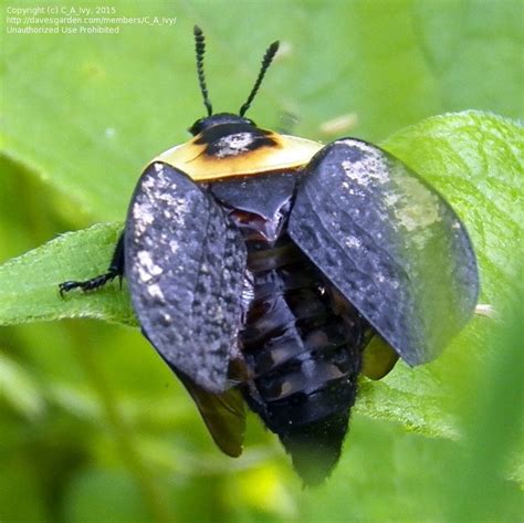 Bug Pictures: American Carrion Beetle (Necrophila americana) by cseaholtz