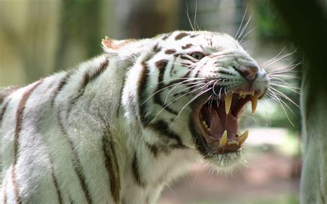 White Tiger Roar HD desktop wallpaper : Widescreen : High Definition : Fullscreen