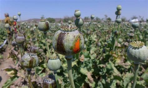 Bumper opium harvest in Rajasthan this year | jaipur | Hindustan Times