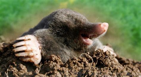 Mole Animal Facts And Pictures