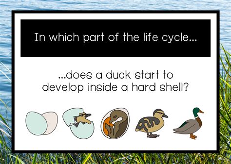 Duck life cycle book recommendations and lesson ideas. — Books & Bytes Canada