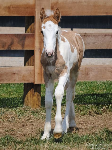 Walking Gypsy Vanner Foal - Stock by BHP-Stock on DeviantArt