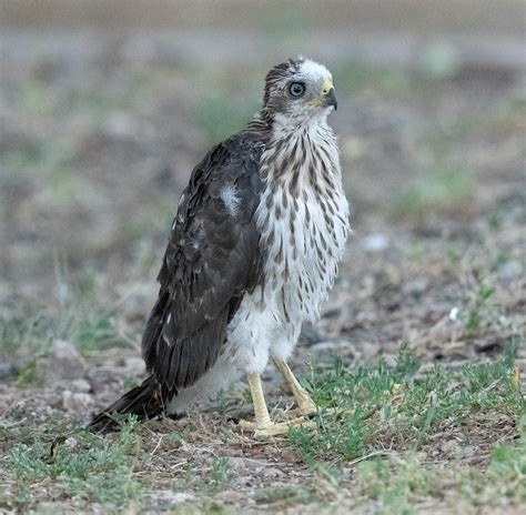 juvenile_swainsons_hawk_20200721_119 | Some more photos of o… | Flickr