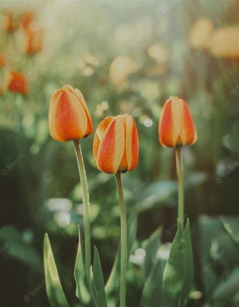 Premium Photo | Red yellow orange tulips in the garden at sunset