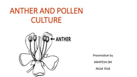 Anther and pollen culture