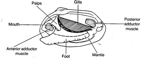 Clam Dissection - BIOLOGY JUNCTION