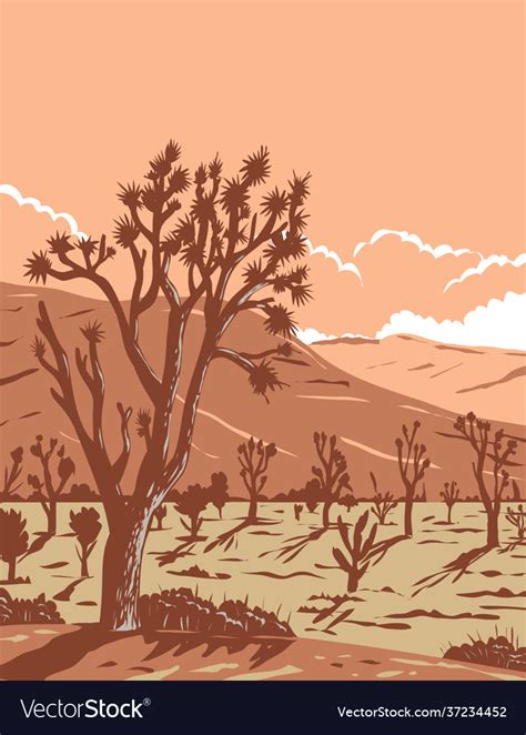 Joshua tree in mojave desert within joshua Vector Image