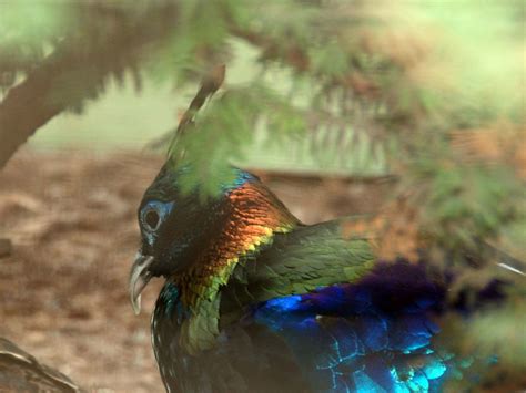 The Online Zoo - Himalayan Monal