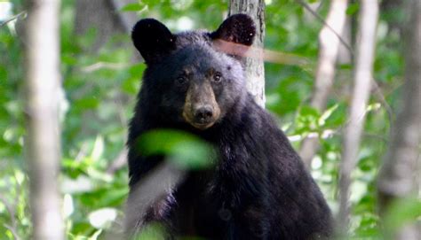 Black bears at Cades Cove in Great Smoky Mountains: Patience rewarded