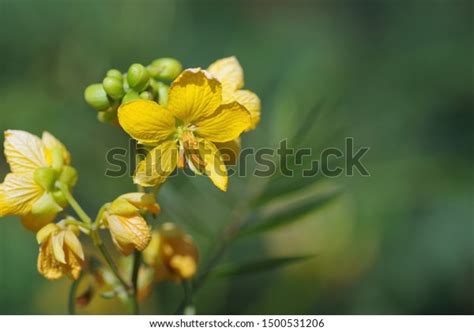 Senna Occidentalis Medicinal Botanical Garden Stock Photo 1500531206 ...