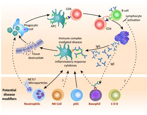 Immunology - Creative Diagnostics