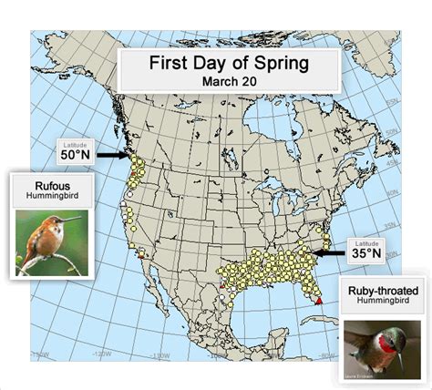 Rufous Hummingbird Migration: Temperature, Patterns and Timing