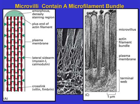 The cytoskeleton: microfilaments essential. Cell biology - online presentation