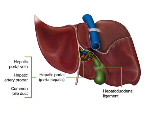 Liver Images Anatomy