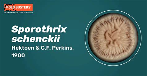 Sporothrix schenckii Morphology, Symptoms & Treatment | Mold Busters