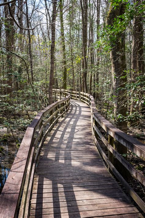 Congaree National Park — The Greatest American Road Trip