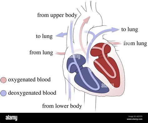 Arterial Blood Flow Chart