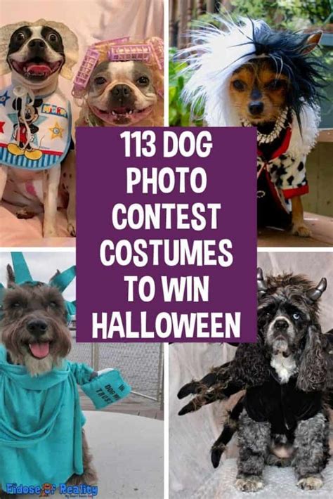 113 Dog Photo Contest Costumes To Win Halloween - Fidose of Reality