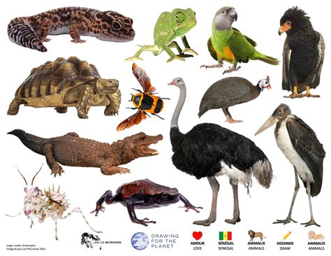 Senegal Wildlife – DRAWING FOR THE PLANET