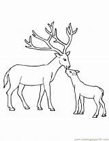 Free Printable Deer Coloring Pages For Kids sketch template