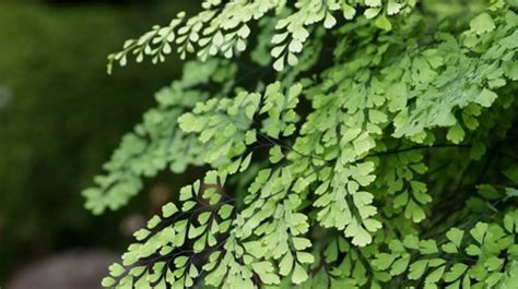 Maidenhair Fern - Burke's Backyard