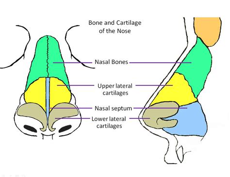 Structure Of The Nose Anatomy