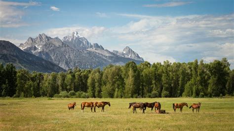 Are Solitary Animals More Better at Problem Solving? | Technology Networks