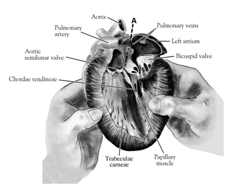 Heart | Human body, Anatomy, physiology, Sheep