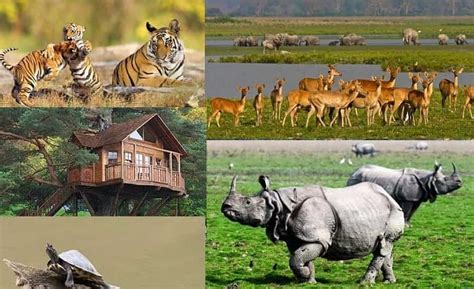 Why Kaziranga National Park is Famous? 10 Interesting Facts - Tusk Travel