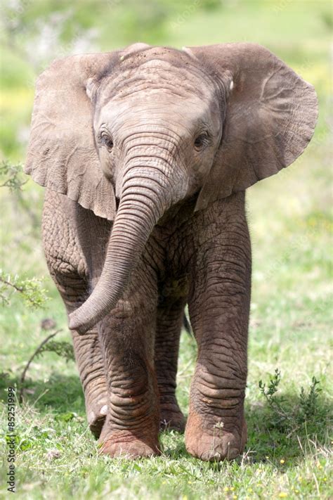 Cute baby elephant calf in this portrait image from South Africa Photos ...