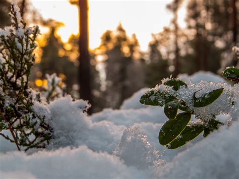 Free photo: Snowy Forest - Woods, Skies, Natural - Free Download - Jooinn