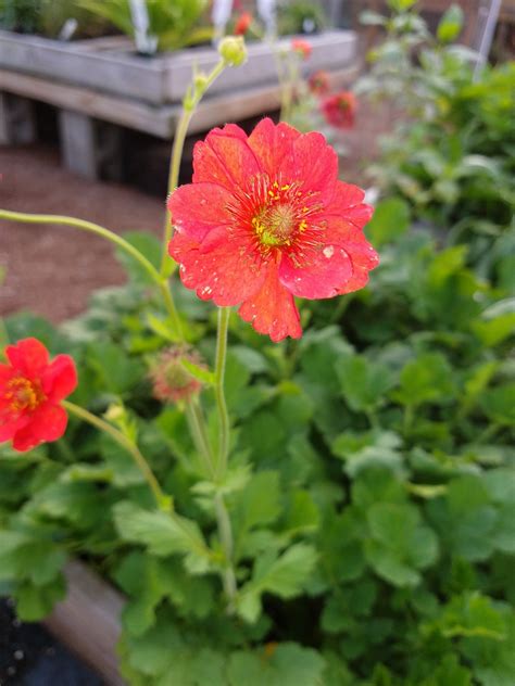 Geum Mrs. Bradshaw | Amazing Flower Farm