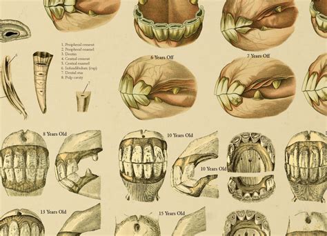 Equine Dental Anatomy Age of Horse by Teeth Poster 24 X | Etsy